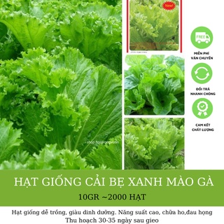 Hạt Giống Cải Bẹ Xanh Mào Gà Dễ Trồng- Gói 2000 Hạt