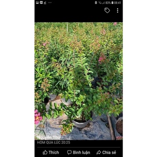 Cây tường vi sẵn hoa và nụ