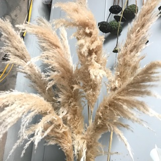 Cỏ Lau nhập decor ( sỉ sl)