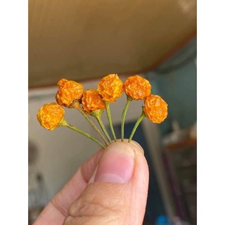 Ớt charapita 30 quả ớt khô làm giống mỗi quả 5 đến 10 hạt