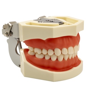 Mẫu hàm thực hành nha khoa,Mô hình mài cùi 28 răng