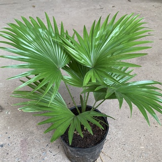 Cây cọ nhật để bàn cao 25cm, tán lá xanh mướt quanh năm, trồng nội thất, trang trí sân vườn và ban công