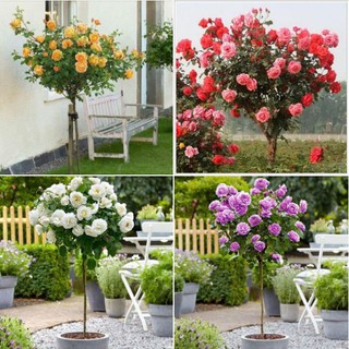 Hạt giống hoa hồng thân gỗ nhiều màu 20 hạt  (TẶNG gói kích thích hạt nảy mầm)