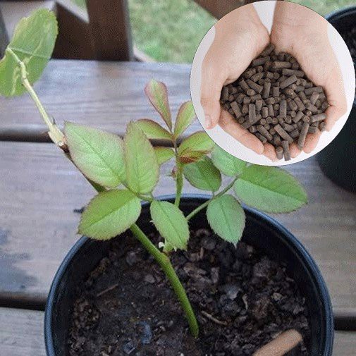 Phân trùn quế nén viên túi 1kg, hàng Đặng Gia Trang