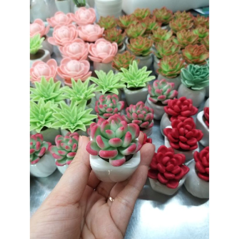 SEN ĐÁ MINI,Giao mẫu ngẫu nhiên