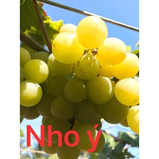Giống Nho Xanh Pháp Không Hạt