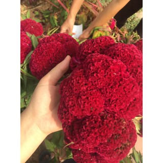 Hạt giống hoa mào gà khổng lồ