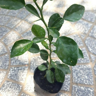 2 CÂY CHÚC GIỐNG TRỒNG TỪ HẠT CAO 30CM VÙNG BẢY NÚI AN GIANG - CÂY TRÚC GIỐNG Y HÌNH +Tặng 02 cây nhót ngọt
