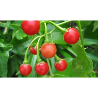 10 hạt giống cà gai leo