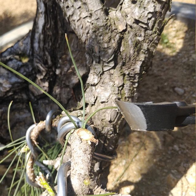 Cạp đa năng 2 in 1 xéo bonsai hàng nhà máy loại tốt thép nguyên khối nhiều mẫu mã