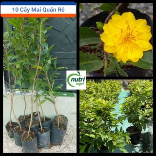 Com bo 10 cây mai vàng quấn rễ cao 30-50cm
