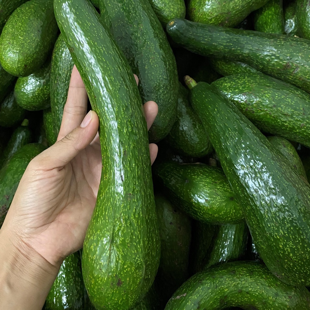 Bơ 034 Lâm Đồng- Bơ sáp - Bơ Booth nhà trồng- Hàng sẵn tại HCM- Giao hỏa tốc