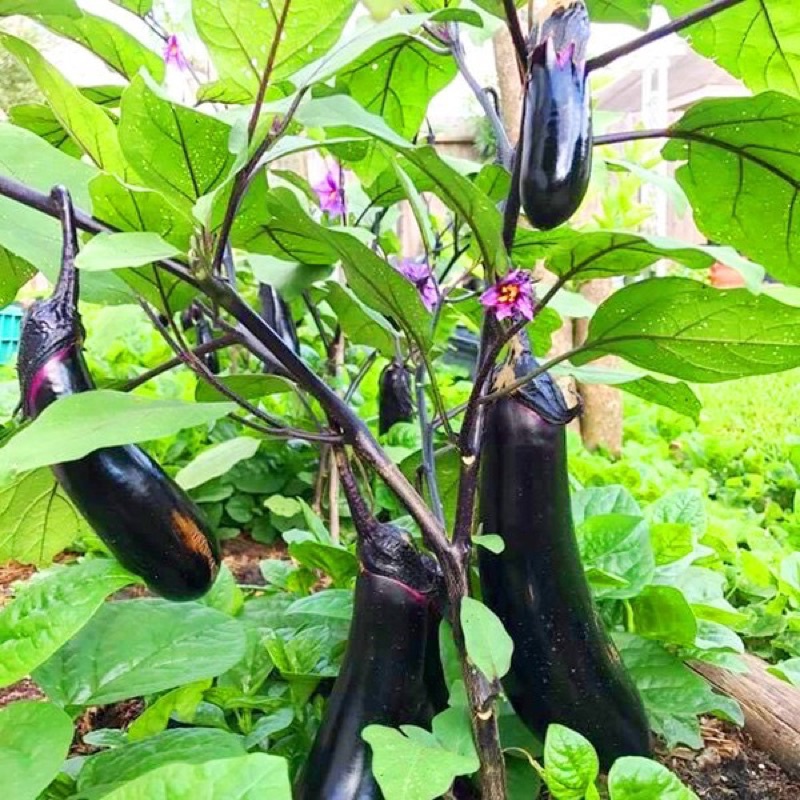 (2 gam ) Hạt giống  cà tím F1 quả dài CALI cây khỏe, cho trai nhiều