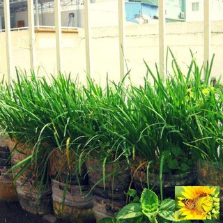 Hạt giống Hẹ Ta 5Gram khoảng 50 hạt