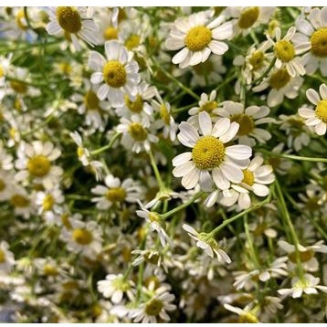 50h Hạt Giống Cỏ Thơm Feverfew Cúc TANA Trị Đau Nửa Đầu tặng kích mầm hạt