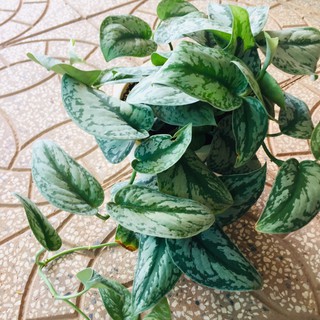 Cây trầu bà pháp - Cây cảnh để bàn