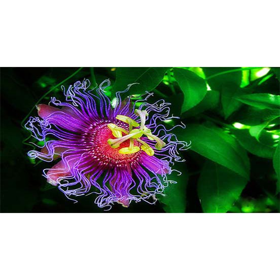 HẠT GIỐNG Cây Hoa Hoàng Liên 5 HẠT
