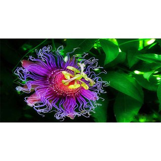 HẠT GIỐNG Cây Hoa Hoàng Liên 10 HẠT - HÀNG CÔNG TY