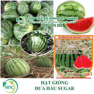 Sale off Hạt giống dưa hấu cực đẹp.