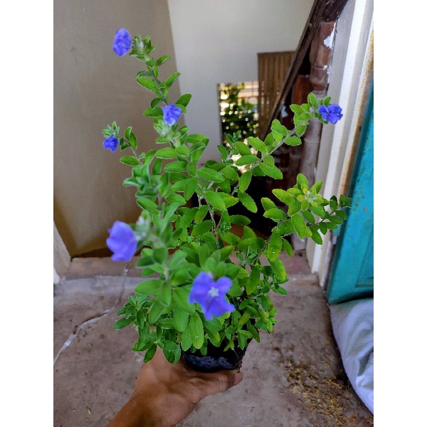 2 chậu Cây thanh tú