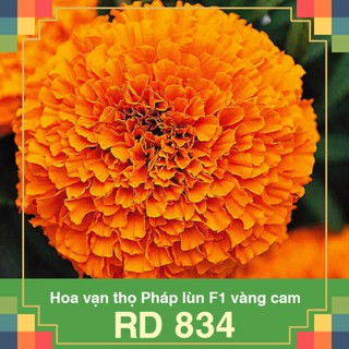 Hạt giống rđ-vạn thọ pháp lùn vàng cam 834-12k