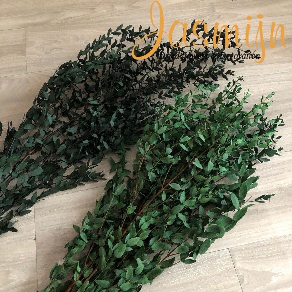 Lá bạch đàn nhí khô - Parviflora