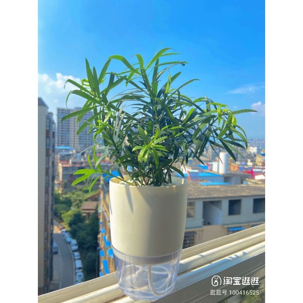 Chậu cây tự dưỡng OLiz Trắng để bàn Chậu cây mini tiểu cảnh trang trí văn phòng bàn làm việc