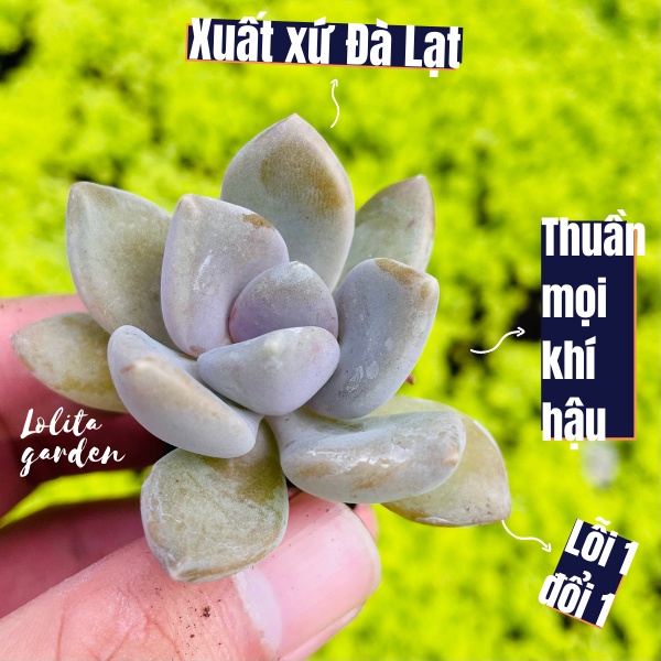 SEN ĐÁ ĐÁ XANH SIZE MINI, HÀNG ĐÀ LẠT, SIÊU XINH SIÊU KHỎE, LỖI 1 ĐỔI 1