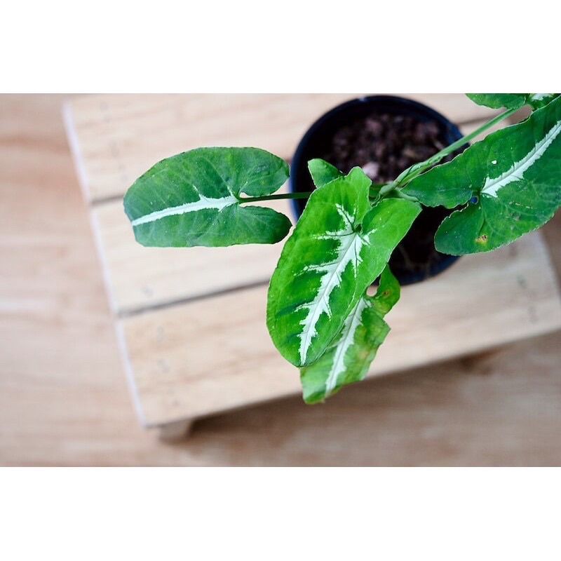 Chậu cây Syngonium wendlandii (Trầu Bà Nhung Sọc Trắng), trồng thuỷ sinh được.