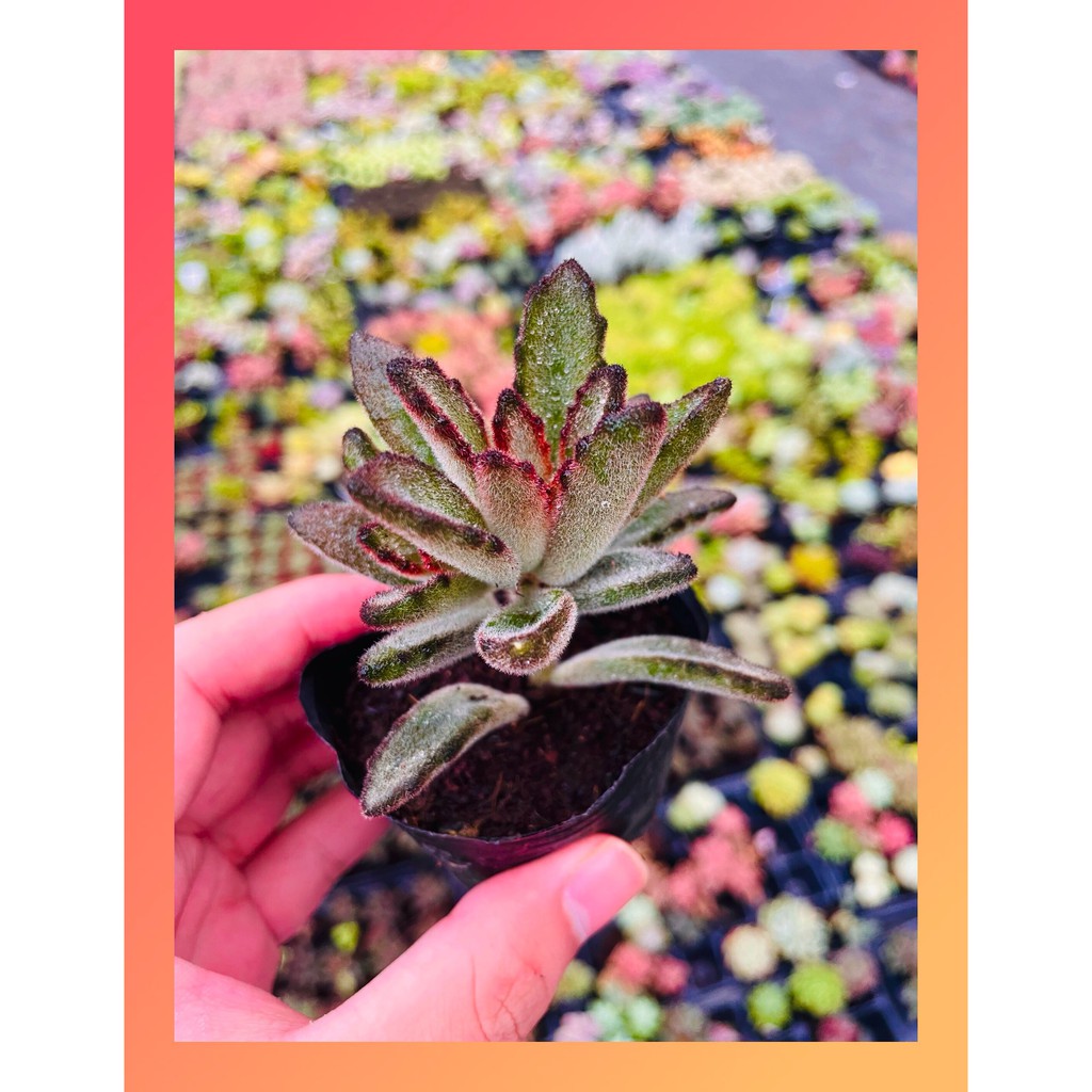 Sen đá nhung lông Đà Lạt size bé cây cảnh trang trí nhà cửa Lolita garden