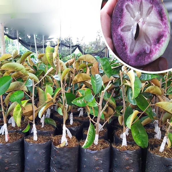 Cây giống vú sữa tím mica