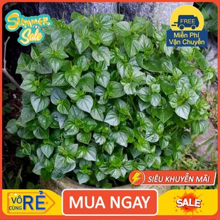 Gói 0.5gr hạt giống rau càng cua [hàng chất lượng]