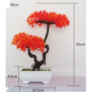Chậu hoa bonsai trang trí