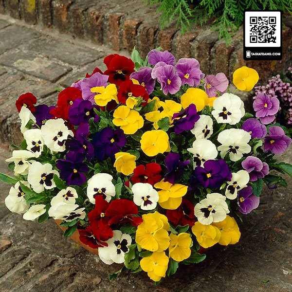 Hạt giống hoa pansy (hoa păng xê) - Gói 0.03g