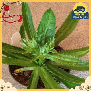 Hạt Giống Ngò Gai