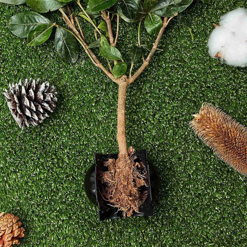 Set 20 Quả Bóng Trồng Cây Áp Suất Cao Có Thể Tái Sử Dụng