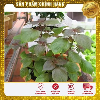 Hạt giống rau gi vị COMBO 08 Loại