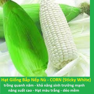 Hạt Giống Bắp Dẽo, Bắp Nếp Trắng, Bắp Nếp Nù túi 50-100gr)