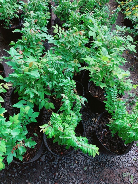 Cây Khế Cho Sai Trái