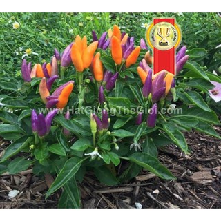 50H Hạt Giống Ớt Ngũ Sắc Chùm 30cm F1 TG113 (KL| C2*W41*M236)