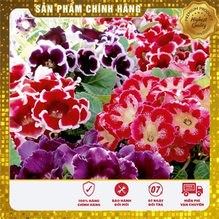 Hạt giống Hoa Tử La Lan - 5 Hạt