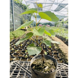Cây Nho Giống Elđen Nho Phap Leo giàn