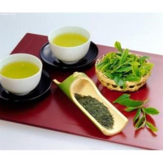 COMBO 10 CÂY CHÈ XANH TÂN CƯƠNG 99K