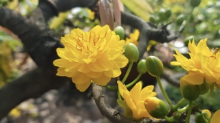 Mai cúc hoàng hậu (nữ hoàng) hoa cực đẹp (mua 10 tặng 1)