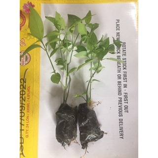 Cây lá cẩm tím nấu xôi