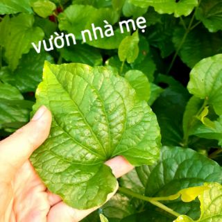 Cây lá lốt vườn