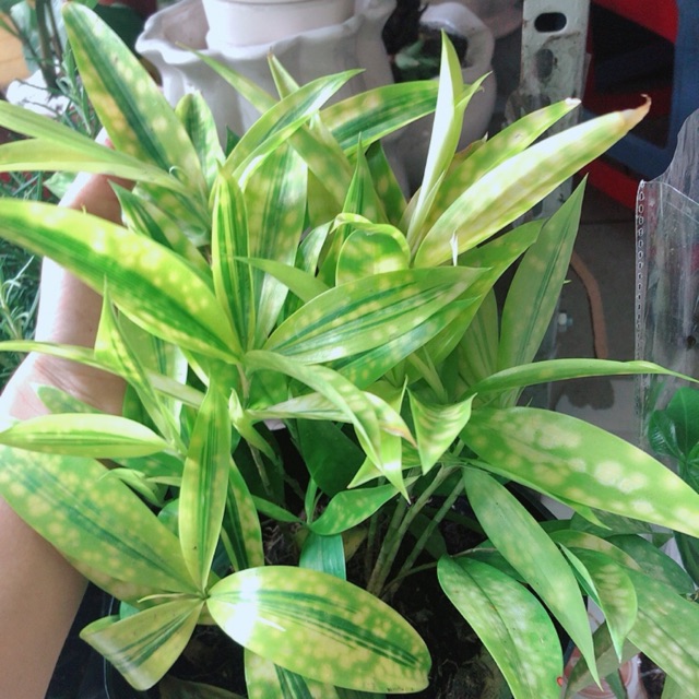 Cây Trúc Trinh Nữ (Trúc Nhật)