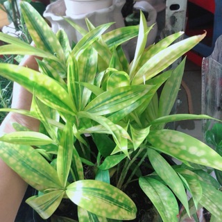 Cây Trúc Trinh Nữ (Trúc Nhật)