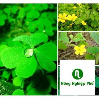 gói 200 hạt giống cỏ ba lá PHUNONG