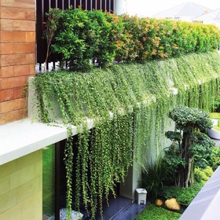 Cây cúc tần ấn độ